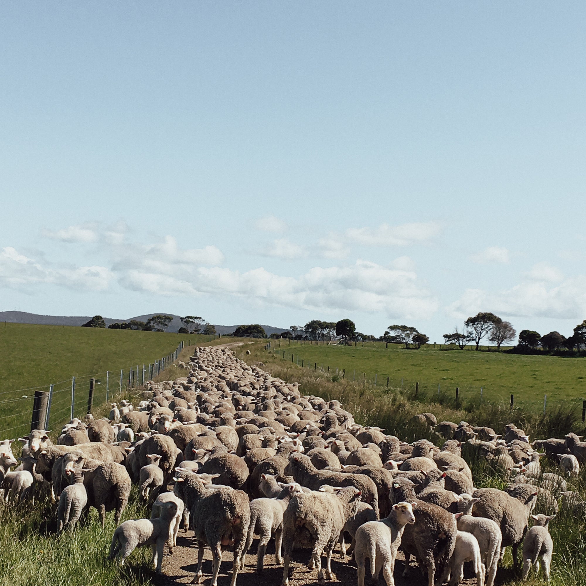 A flock of cormo sheep on the Cooper's property on a clear day.