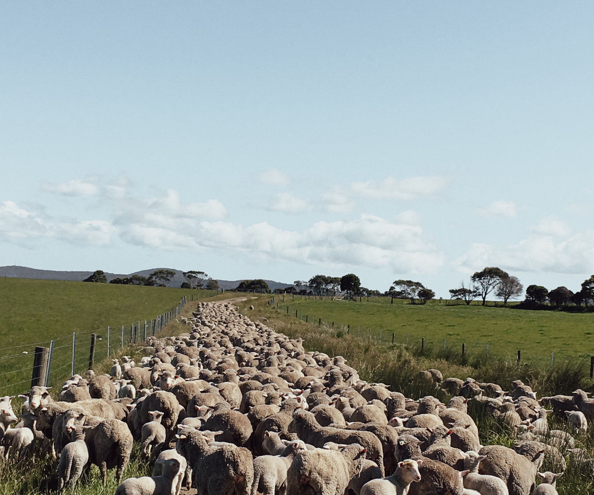 A flock of cormo sheep on the Cooper's property on a clear day.
