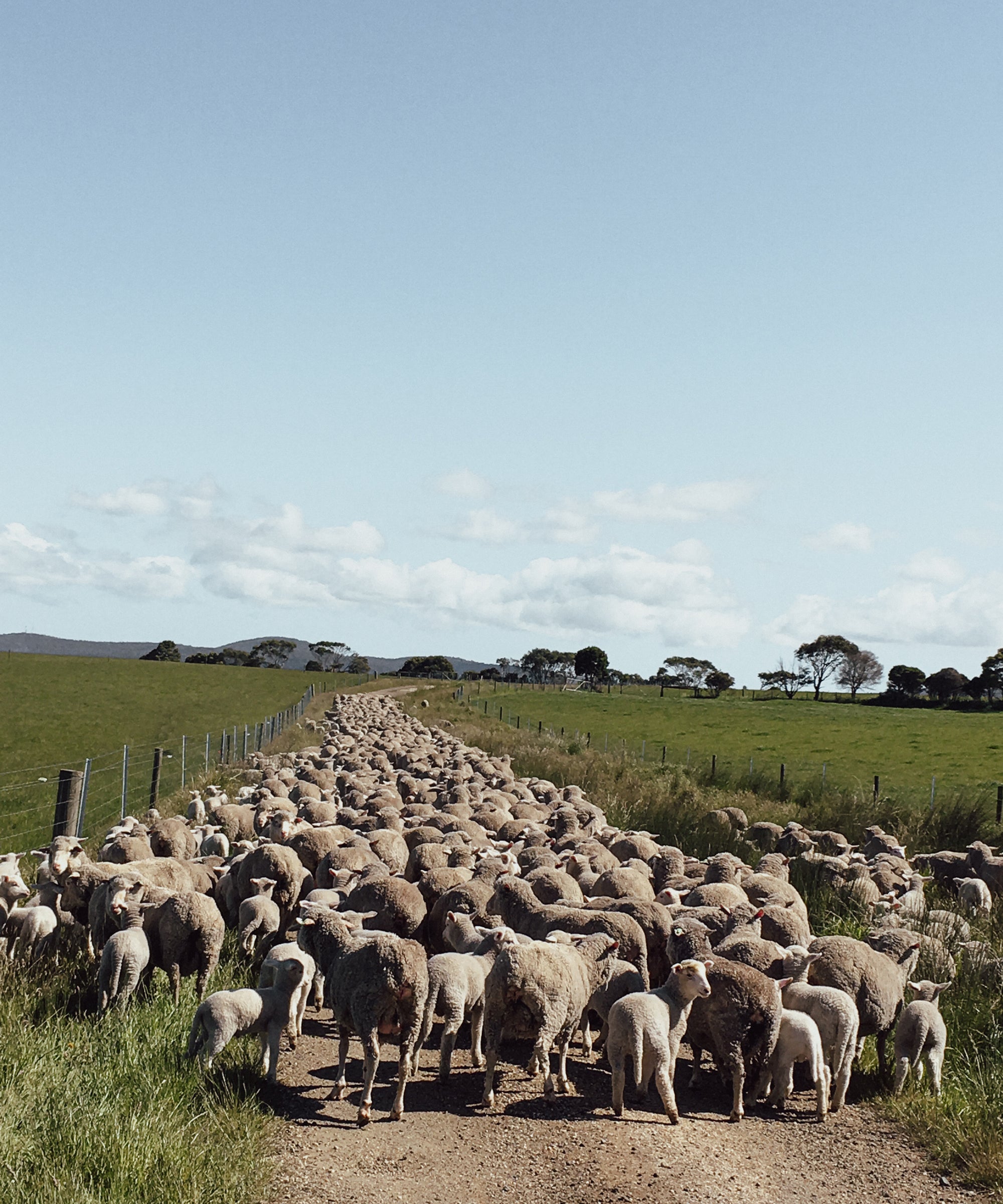 A flock of cormo sheep on the Cooper's property on a clear day.