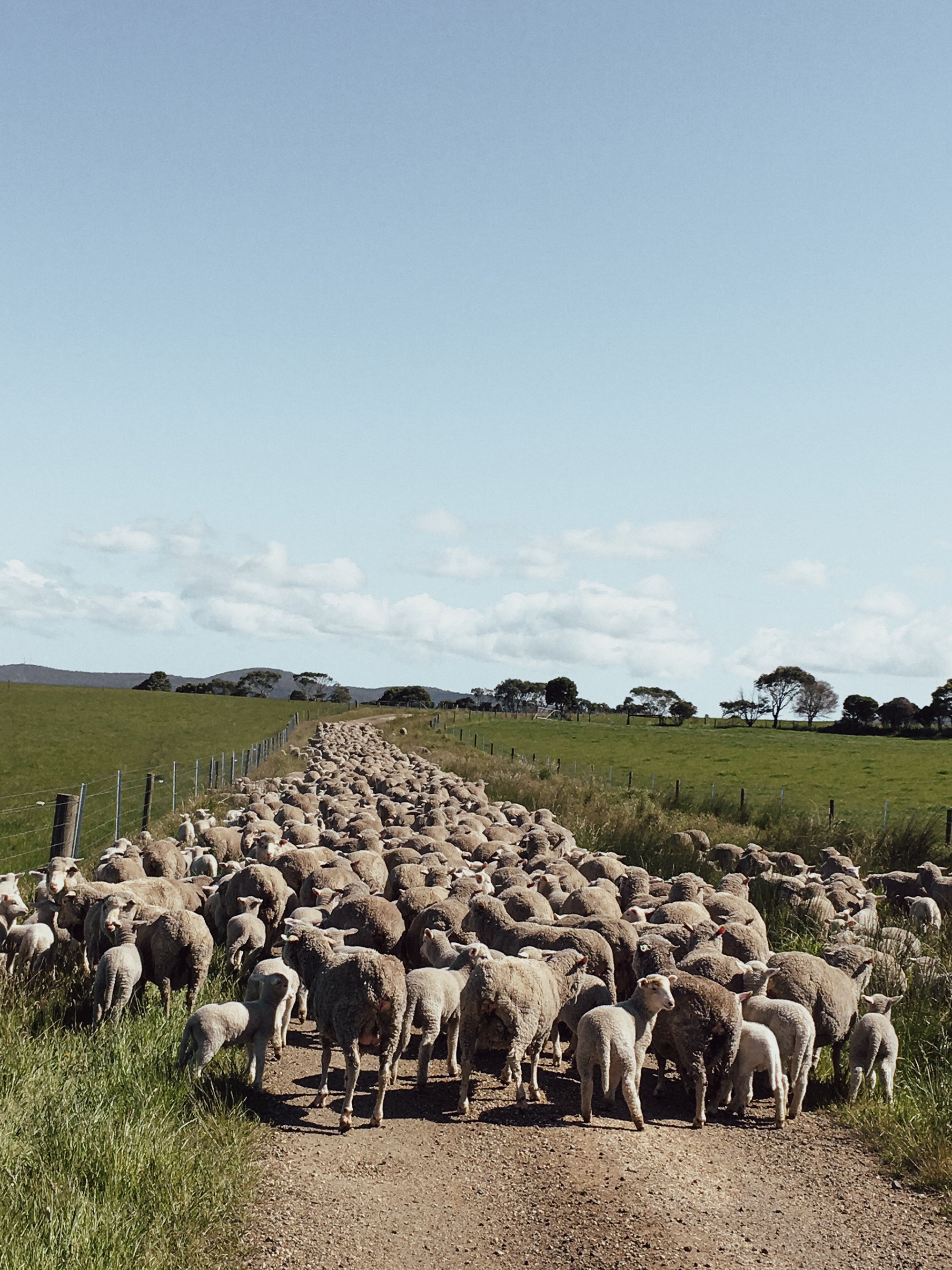 A flock of cormo sheep on the Cooper's property on a clear day.