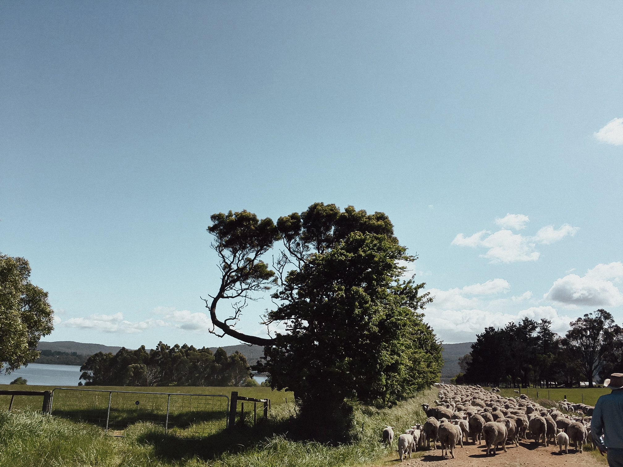 A view of the Cooper's property. 