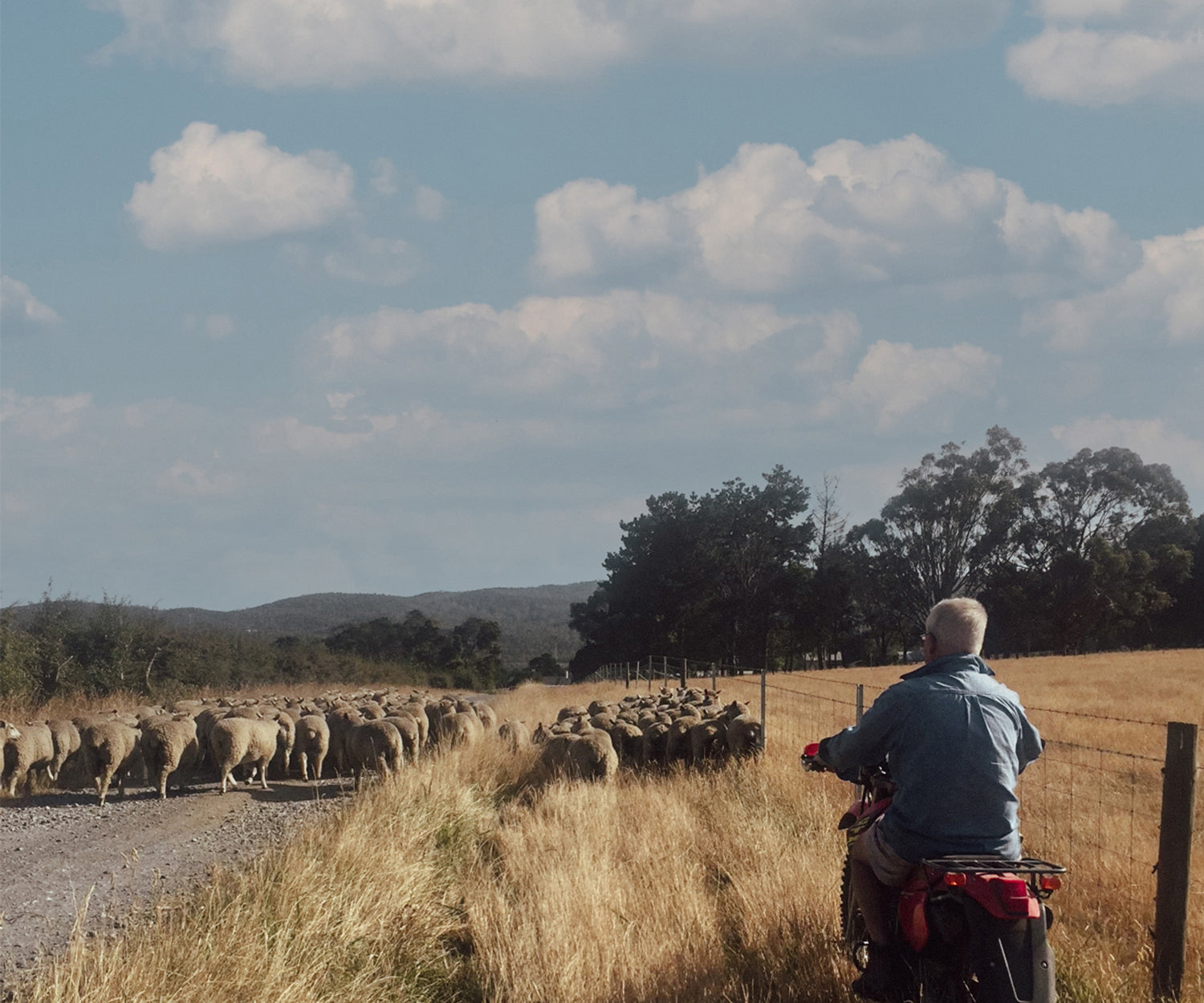 One of the Cooper's on a moped, herding sheep.