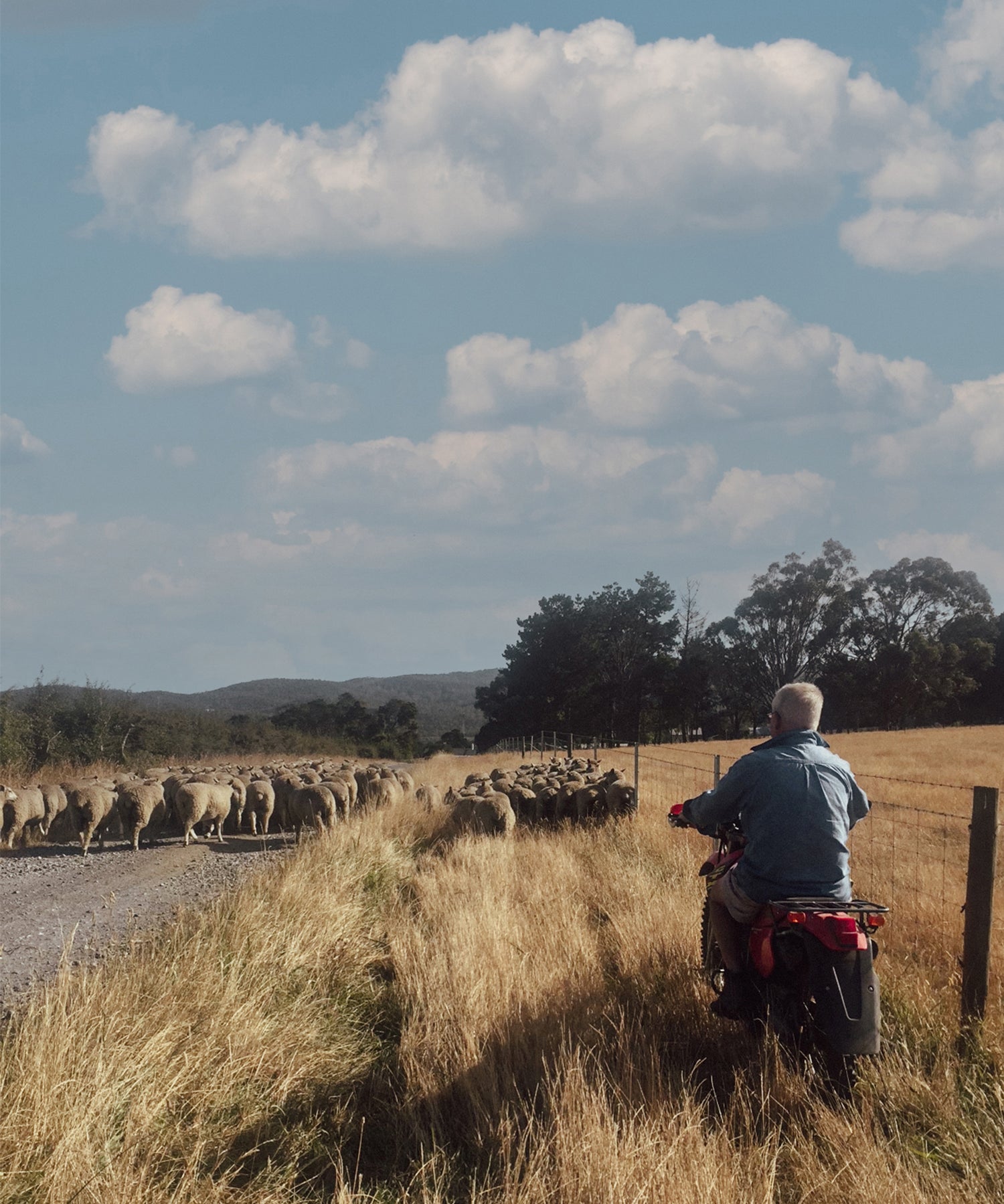 One of the Cooper's on a moped, herding sheep.
