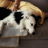 Recycled Wool Pet Blanket in Gold